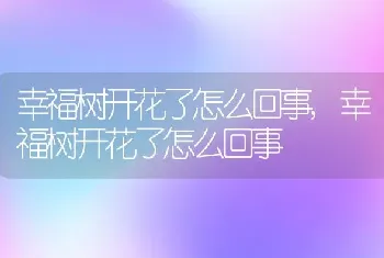 幸福树开花了怎么回事