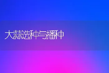 大蒜选种与播种