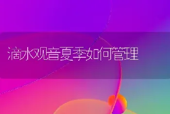 滴水观音夏季如何管理