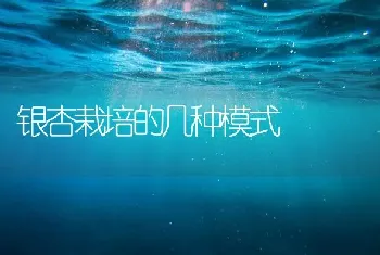 银杏栽培的几种模式