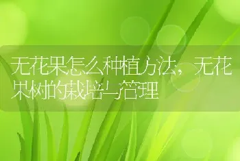 无花果怎么种植方法