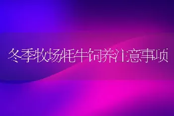 冬季牧场牦牛饲养注意事项