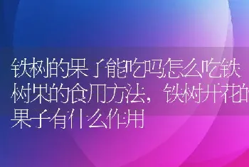 铁树的果子能吃吗怎么吃铁树果的食用方法