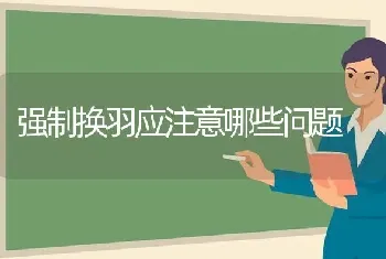 强制换羽应注意哪些问题