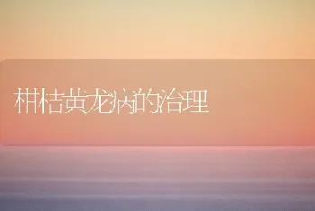 柑桔黄龙病的治理