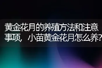 黄金花月的养殖方法和注意事项