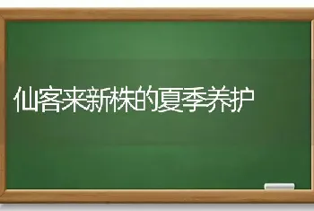 仙客来新株的夏季养护