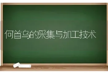 何首乌的采集与加工技术