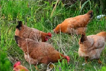 夏季养鸡如何降温防中暑的技巧分享