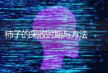 柿子的采收时期与方法