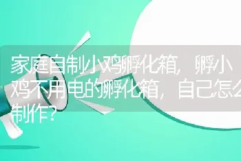 家庭自制小鸡孵化箱