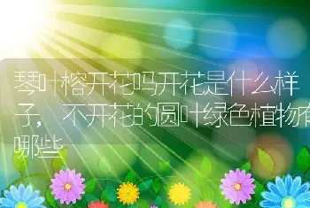 琴叶榕开花吗开花是什么样子