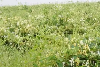 金银花苗什么时候种植