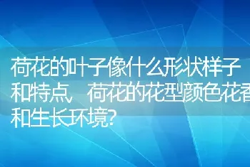 荷花的叶子像什么形状样子和特点