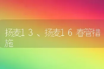 扬麦13、扬麦16春管措施