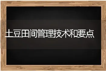 土豆田间管理技术和要点