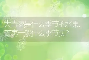 大青枣是什么季节的水果