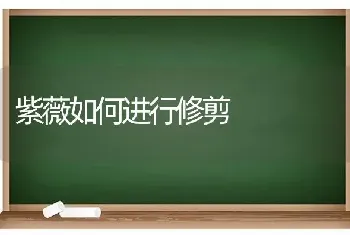 紫薇如何进行修剪