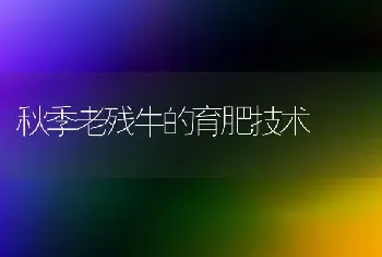 秋季老残牛的育肥技术