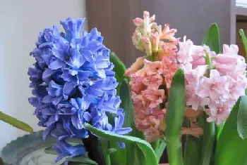 风信子花期能开多久