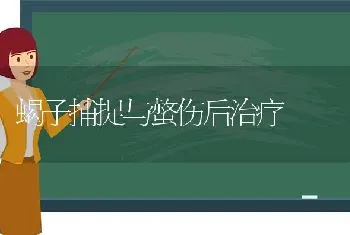 蝎子捕捉与螫伤后治疗