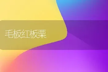 毛板红板栗