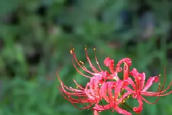 石蒜花为什么叫死人花