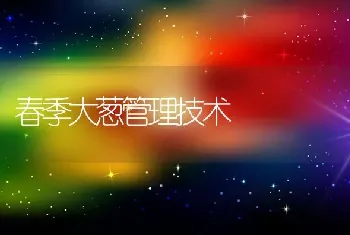 春季大葱管理技术