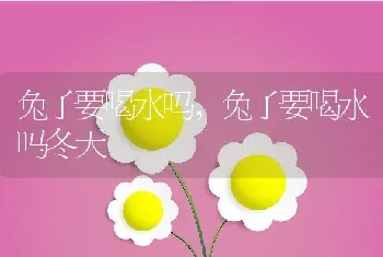 兔子要喝水吗,兔子要喝水吗冬天