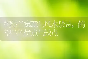 鹤望兰寓意与风水禁忌