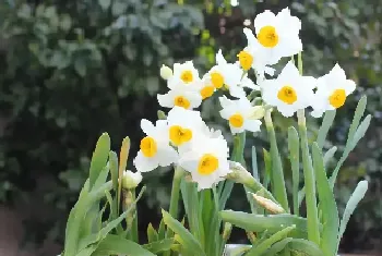 水仙花怎么种植方法