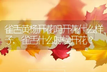 雀舌黄杨开花吗开花什么样子