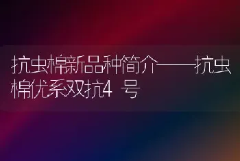 抗虫棉新品种简介——抗虫棉优系双抗4号