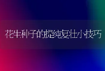 花生种子的提纯复壮小技巧