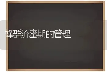 蜂群流蜜期的管理