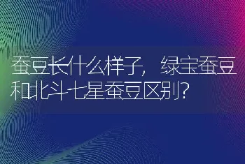 蚕豆长什么样子