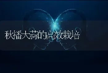 秋播大蒜的高效栽培