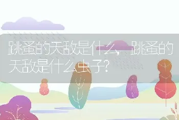 跳蚤的天敌是什么,跳蚤的天敌是什么虫子?