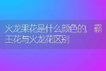 火龙果花是什么颜色的