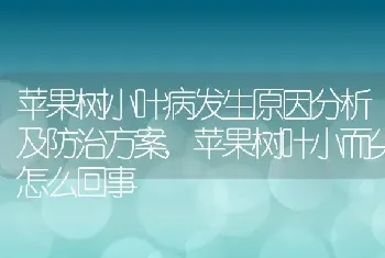 苹果树小叶病发生原因分析及防治方案