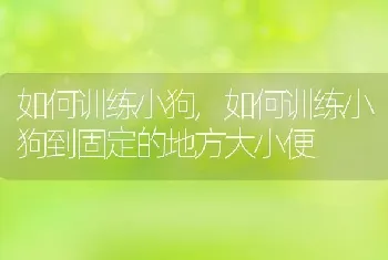 如何训练小狗