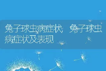 兔子球虫病症状