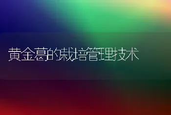 黄金葛的栽培管理技术