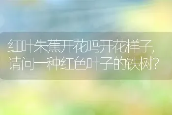 红叶朱蕉开花吗开花样子