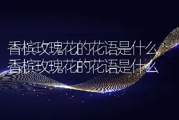 香槟玫瑰花的花语是什么