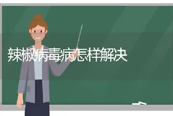 辣椒病毒病怎样解决