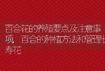 百合花的养殖要点及注意事项