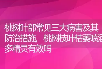 桃树叶部常见三大病害及其防治措施