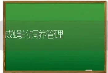 成蝇的饲养管理