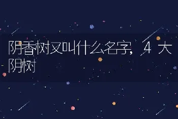 阴香树又叫什么名字